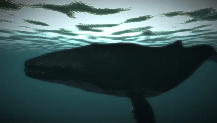 Age of Survival (PC) gallery image 8